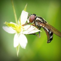 /album/lilian-joia/photolia-a02-jpg/