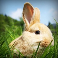 /album/lilian-joia/photolia-a03-jpg/